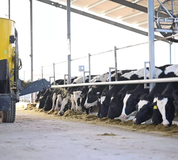 Our Dutch Cows